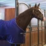 horsewere cotone 
145