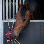 qhp horse toy